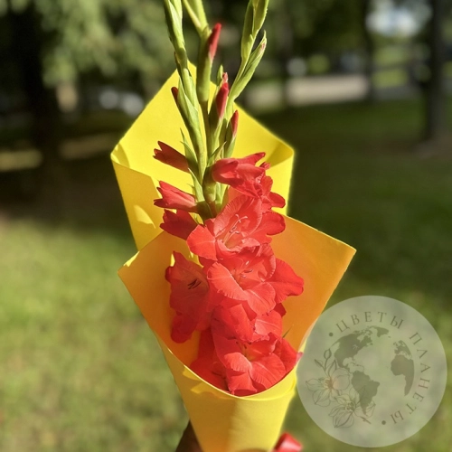 Букет с гладиолусами в магазине Цветы Планеты