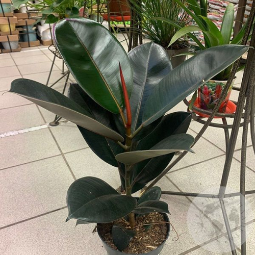 Фикус Абиджан