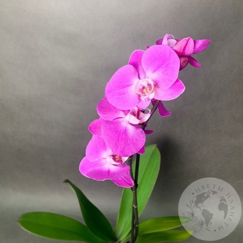 Орхидея розовая