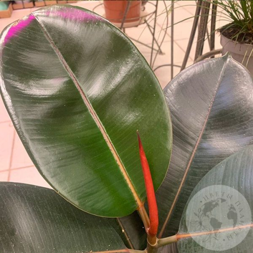 Фикус Абиджан