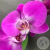 Орхидея розовая в магазине Цветы Планеты Орхидея розовая