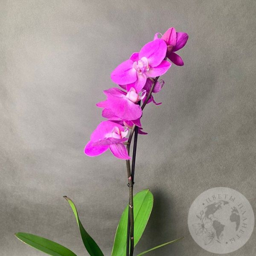 Орхидея розовая