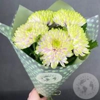 5 хризантем зеленых в магазине Цветы Планеты