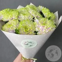 11 хризантем зеленых