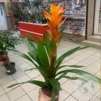 Бромелия в магазине Цветы Планеты Бромелия
