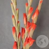 Гладиолус 3 шт.