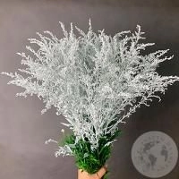 7 Солидаго белых
