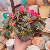 Азалия фуксия в магазине Цветы Планеты