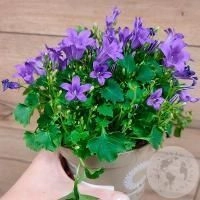Кампанула фиолетовая