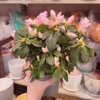 Азалия нежно-розовая в магазине Цветы Планеты Азалия нежно-розовая в магазине Цветы Планеты