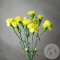 5 гвоздик кустовых желтых