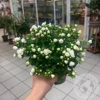 Кампанула