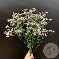 Лимониум розовый 7 шт. в магазине Цветы Планеты