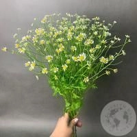 Танацетум 9 шт.