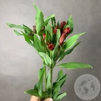 3 Альстромерии красной