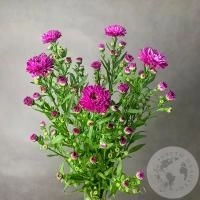 Астер розовый 5 шт. Астер розовый 5 шт.