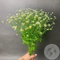 Танацетум 7 шт.