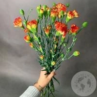 11 гвоздик кустовых желто-красных в магазине Цветы Планеты 11 гвоздик кустовых желто-красных