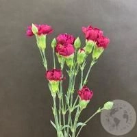 3 гвоздики кустовых фуксия