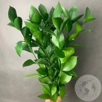 Рускус 9 шт. в магазине Цветы Планеты