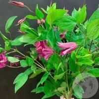 Клематис 9 шт. в магазине Цветы Планеты