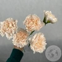 5 гвоздик персиковых