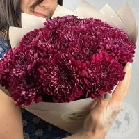 13 хризантем бордовых в магазине Цветы Планеты 13 хризантем бордовых