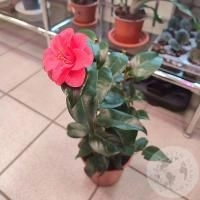 Камелия в магазине Цветы Планеты Камелия в магазине Цветы Планеты