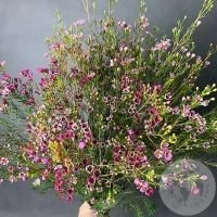 Хамелациум розовый 7 шт.