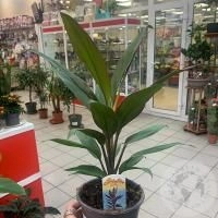 Кордилина Рубма