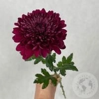 Хризантема бордовая в магазине Цветы Планеты Хризантема бордовая