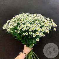 21 сантини