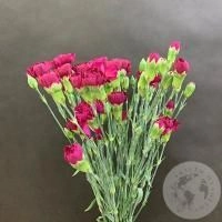 15 гвоздик кустовых фуксия