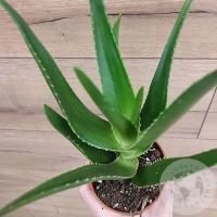 Алоэ в магазине Цветы Планеты