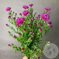 Астер розовый 7 шт. Астер розовый 7 шт.