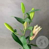 Лилия в магазине Цветы Планеты
