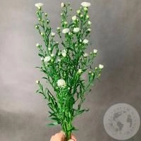 Астер белый 3 шт. Астер белый 3 шт.