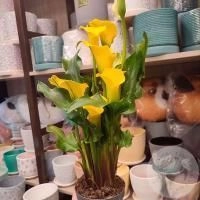 Каллы комнатные в магазине Цветы Планеты