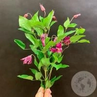 Клематис 3 шт. в магазине Цветы Планеты