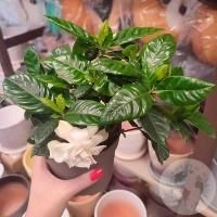 Гардения комнатная в магазине Цветы Планеты Гардения комнатная в магазине Цветы Планеты