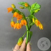 Орнитогалум оранжевый 3 шт.