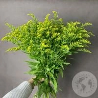 11 солидаго желтых