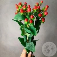 Гиперикум красный 3 шт.