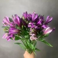 9 Альстромерий фиолетовых
