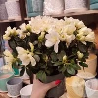 Азалия белая в магазине Цветы Планеты
