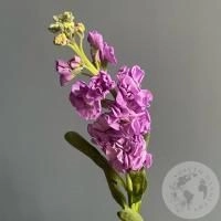 Маттиола розовая в магазине Цветы Планеты