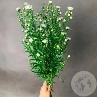 Астер белый 7 шт. Астер белый 7 шт.