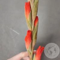 Гладиолус