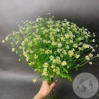 Танацетум 11 шт. Танацетум 11 шт.
