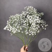 Гипсофила белая 3 шт.